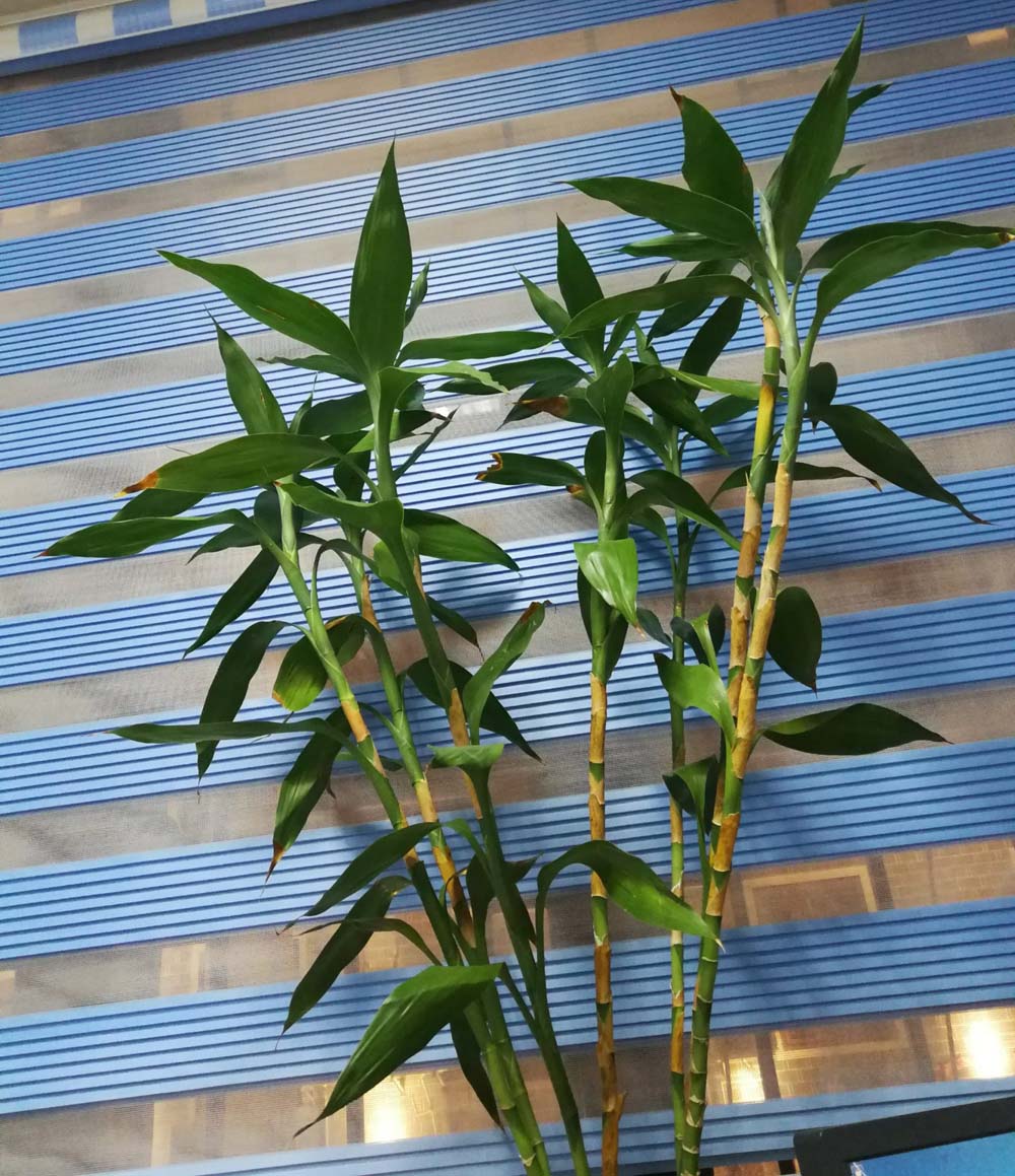 富贵竹