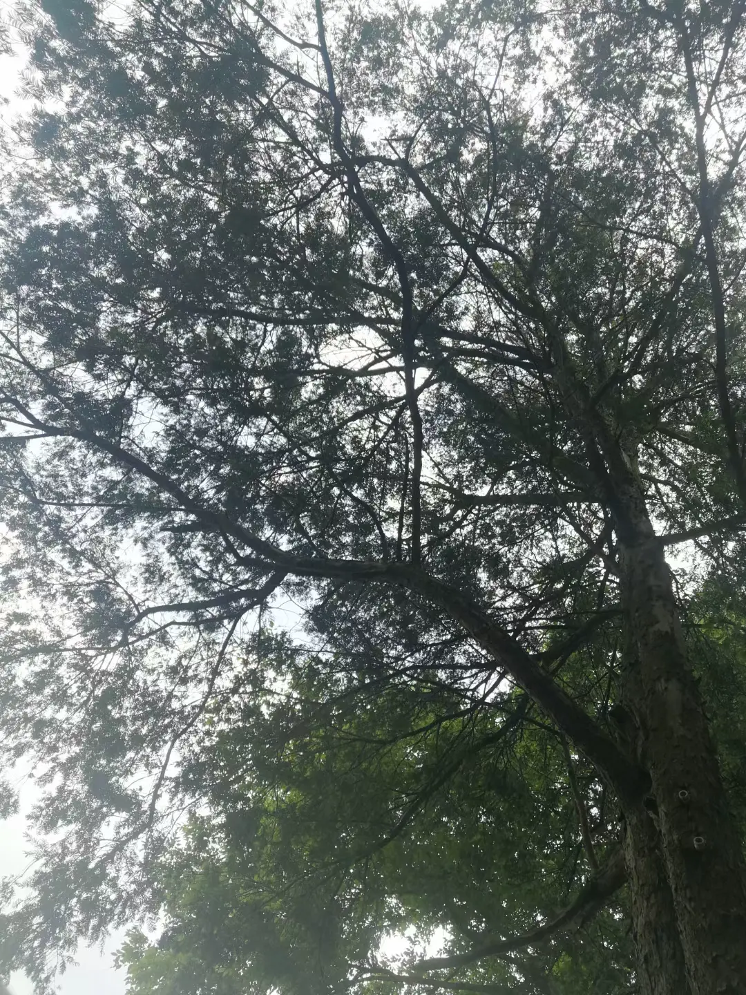 红豆杉